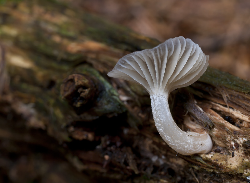 Gerronema strombodes